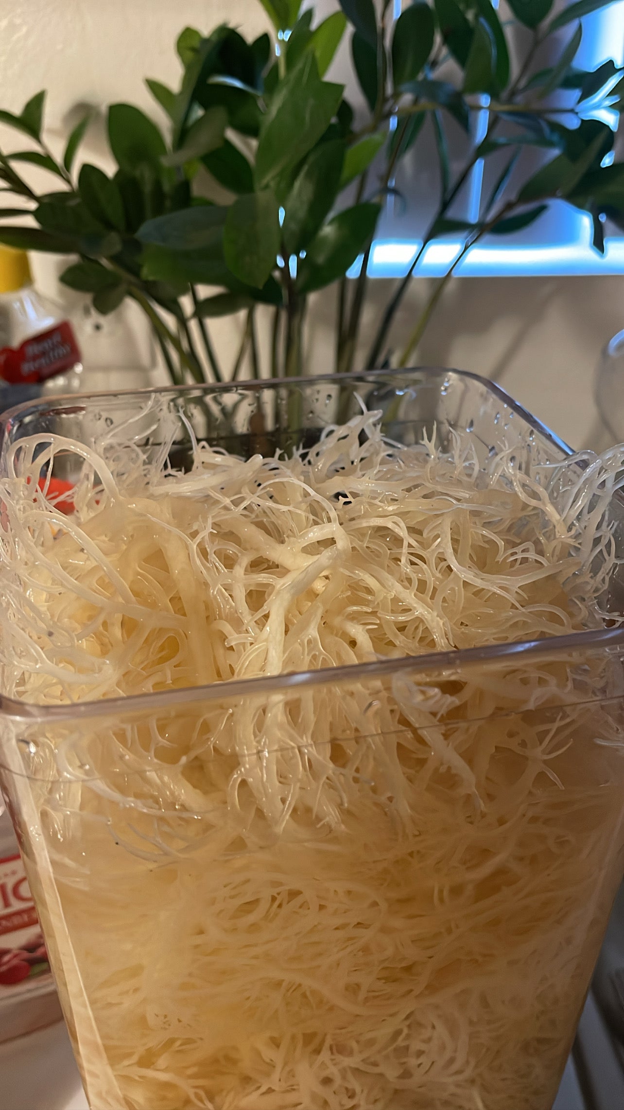 Wildcrafted Sea Moss